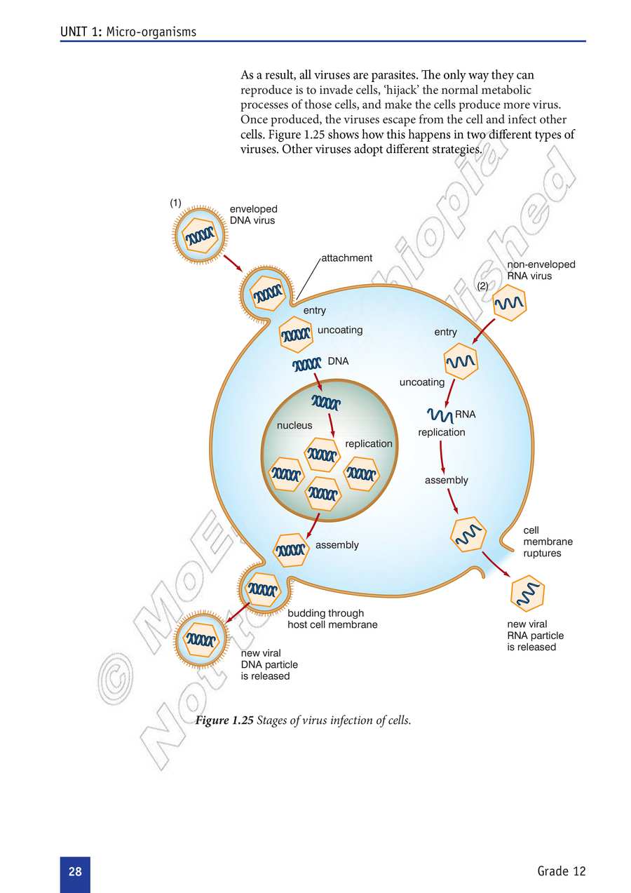 Biology grade 12
                
                page 33